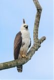 Ornate Hawk-Eagleborder=